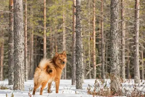 ruskea suomenpystykorva lumella