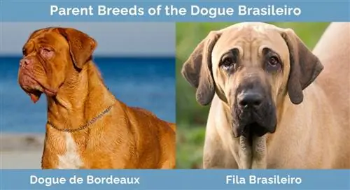 Races progenitores del Dogue Brasileiro