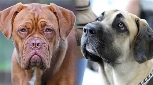 Dogue Brasileiro Hundrasinformation: Bilder, egenskaper & Fakta