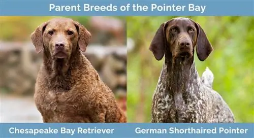 Races progenitores de Pointer Bay