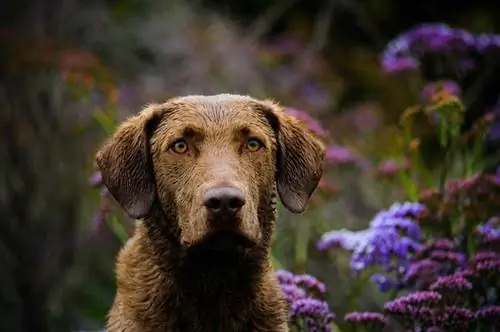 Pointer Bay Dog ցեղի մասին տեղեկություններ. նկարներ, անհատականություն & Փաստեր