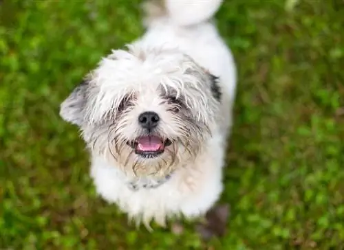 Pin-Tzu mixed breed na aso