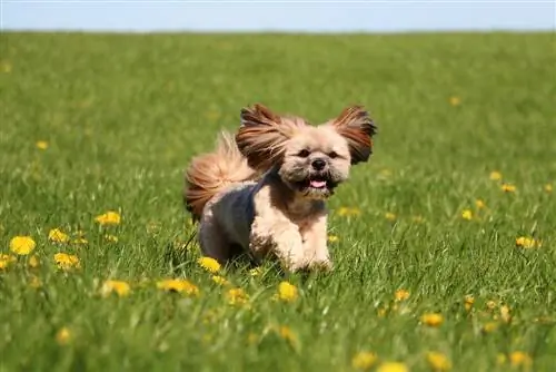 race de chien la chon