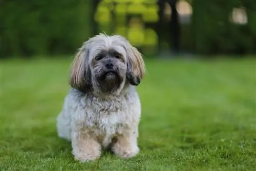 cachorrinho la chon