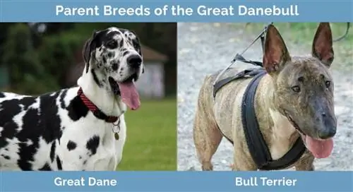 Mga Parent Breed ng Great Danebull