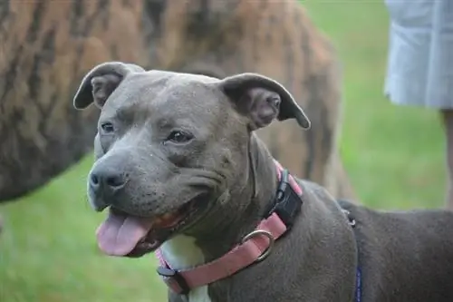 Gran Danés (Bull Terrier & Mezcla de Gran Danés): Información, Imágenes, Rasgos