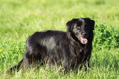 Chabrador (Chow Chow & Lab Mix): Fajtainformációk, képek, tények, tulajdonságok