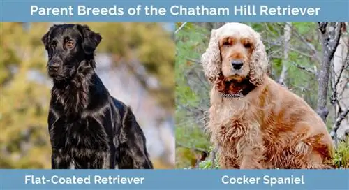 Chatham Hill Retriever'in Ebeveyn Irkları