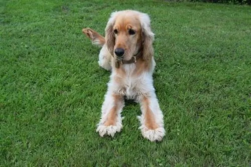 Chatham Hill Retriever (Flat-Coated Retriever & Cocker Spaniel Mix): Info, Obrázky & Vlastnosti