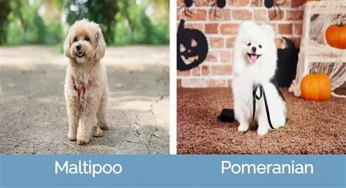 M altipoo vs Pomeranian