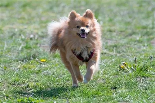 pomeranian gülümsəyir