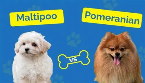 M altipoo εναντίον Pomeranian – Πώς συγκρίνονται;