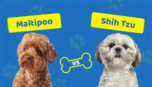 M altipoo vs Shih Tzu: ความแตกต่างของสายพันธุ์ & ภาพรวม