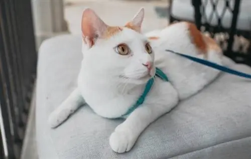 chat en laisse assis sur une chaise