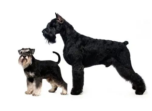 miniature kumpara sa higanteng schnauzer