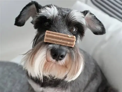 isang miniature schnauzer dog na may dental treat sa ilong