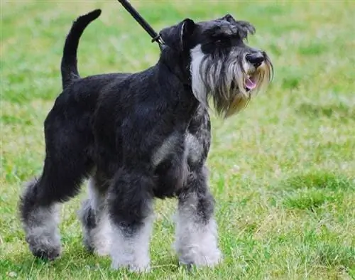 maliit na bahagi ng schnauzer