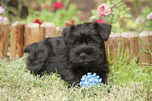 carlin schnauzer miniatura