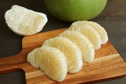 Mogu li psi jesti pomelo? Iznenađujući odgovor