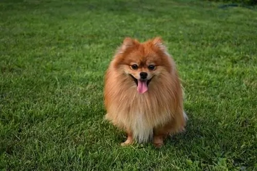 Pomeranian өвсөн дээр сууж байна