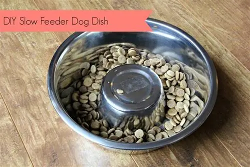 DIY Basic Bowl Slow Feeder- Κανένα συνηθισμένο σπουργίτι. blogspot