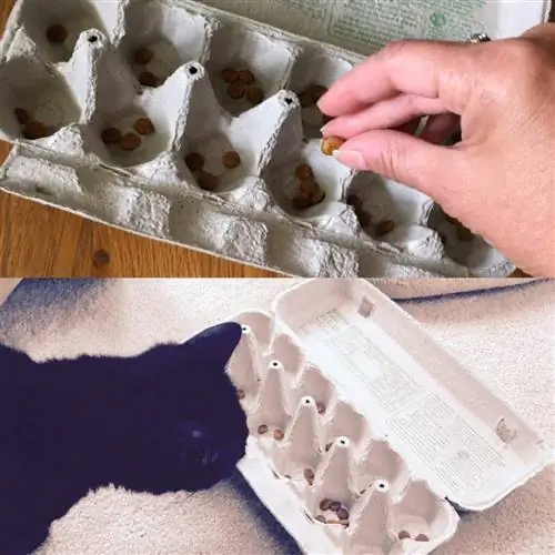 DIY Egg Carton Slow Feeder- Cat Behaviour Associates