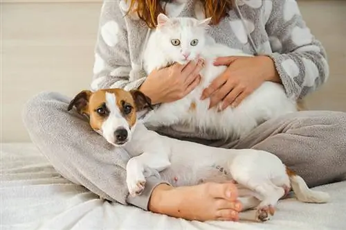 Nő, aki egy fehér bolyhos macskát és Jack Russell terrier kutyát tart az ágyon ülve