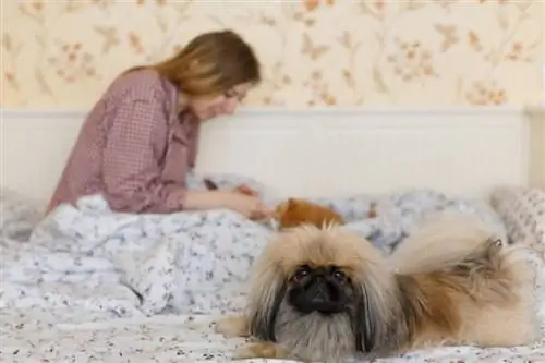 pekingese dog malungkot habang may ari ng pansin sa pusa