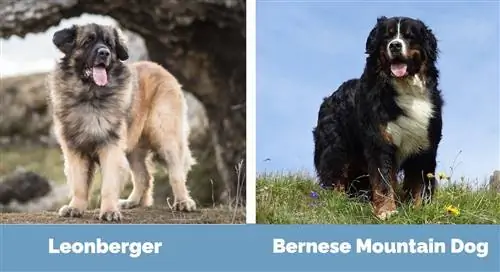 Leonberger vs Bernese Mountain - Visualjpg