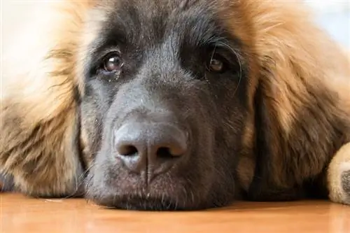 leonberger