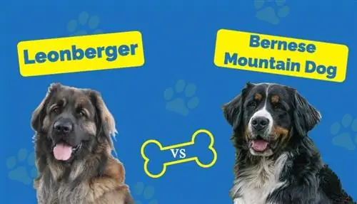 Leonberger va Bern tog' iti: qaysi biri menga mos keladi?