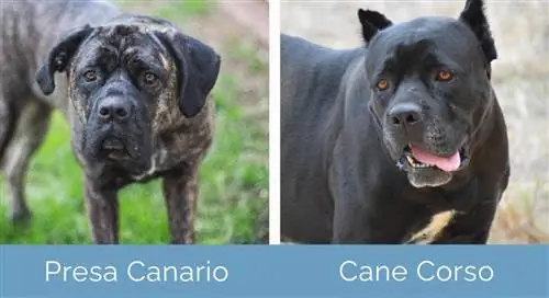 Presa Canario vs Cane Corso unul lângă altul