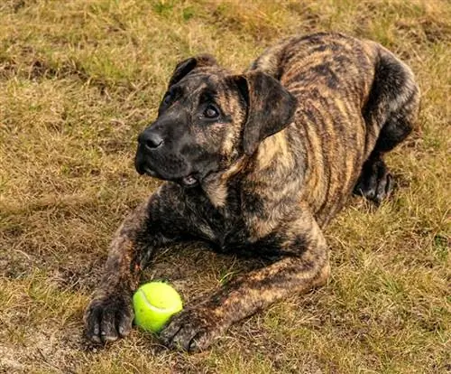 presa canario puppy