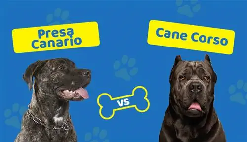 Presa Canario vs Cane Corso: Hva er forskjellene?