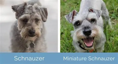 Schnauzer vs Schnauzer nain côte à côte