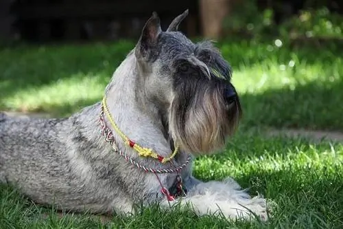 schnauzer longue barbe