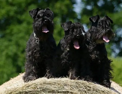 Schnauzer negru