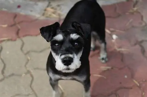 Schnauzer regardant vers le haut