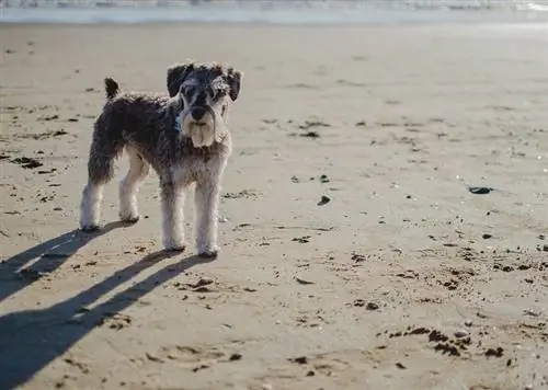 Schnauzer pe plajă