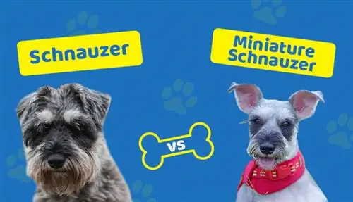 Standard vs. Schnauzer miniatural: Care sunt diferențele?