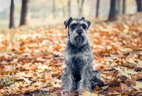 14 Breed Campuran Schnauzer (Dengan Gambar)