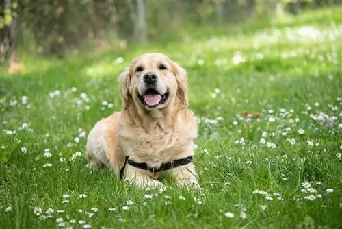 Labrador-retriver