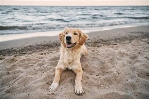 cão retriever dourado deitado na praia de areia