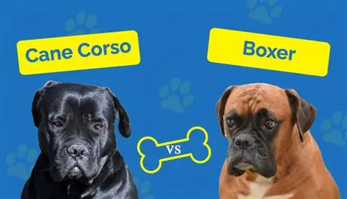 Cane Corso proti Boxerju: kateri je pravi zame? (S slikami)