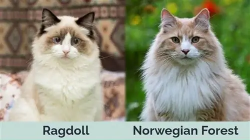 Ragdoll vs Norwegian Forest Cat გვერდიგვერდ