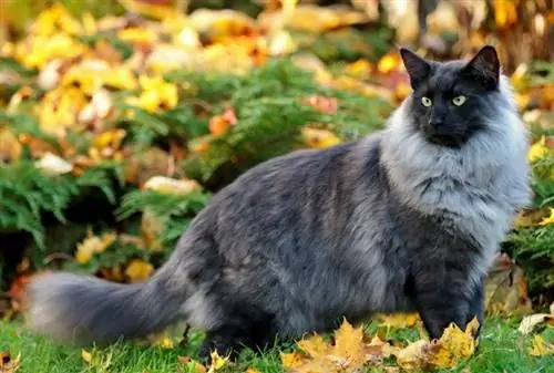 gato da floresta norueguesa fumaça azul