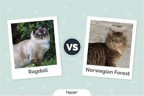 Ragdoll lwn Kucing Hutan Norway: Gambar, Perbezaan dan Perkara yang Perlu Dipilih