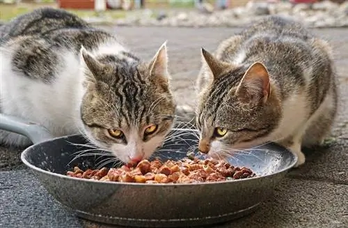 tuisgemaakte katkos met varkvleis en aartappels wat katte eet