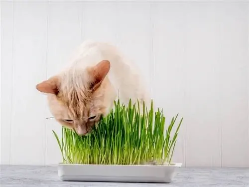 Gatto che mangia erba verde fresca