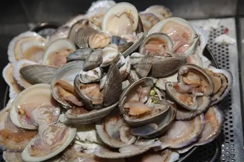 kerang